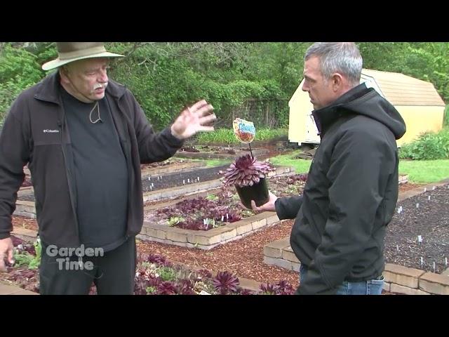 Giant Sempervivums