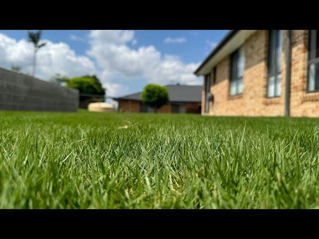 From Bare to Beautiful: Laying Sir Grange Zoysia for a Stunning Lawn