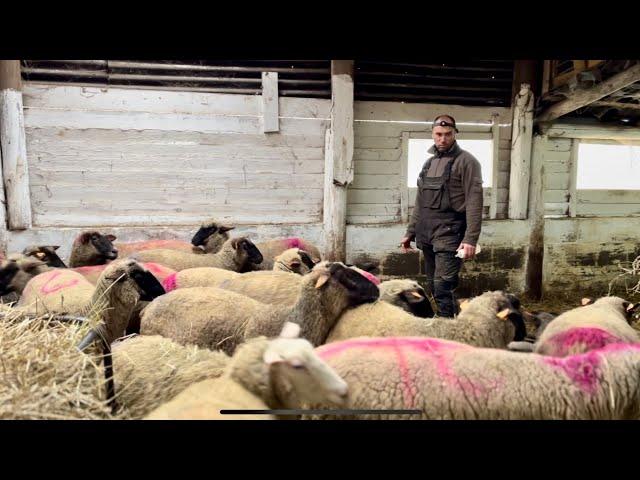 #sheepfarming | Mateusz i jego 200 OWIEC. Owczarnia od pokoleń. 50-lat tradycyjnego chowu owiec.OWCE