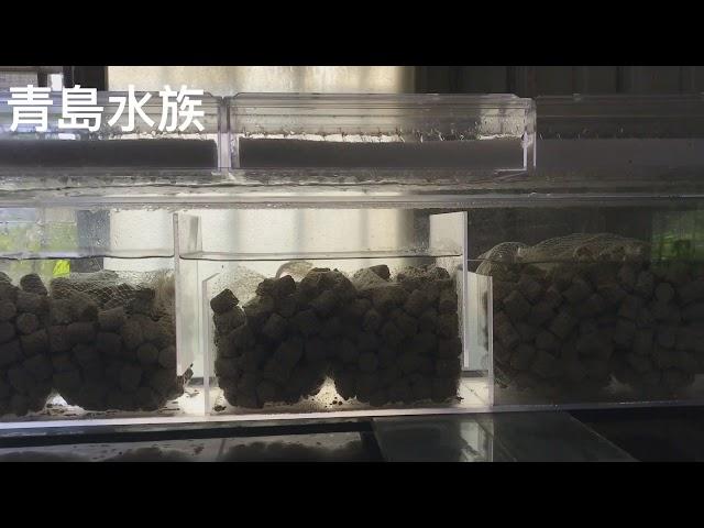 台灣海鯊--乾濕分離上部過濾槽效果展示