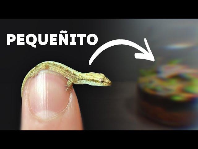 Terrario para Lagartijas Pequeñas (Vivario)