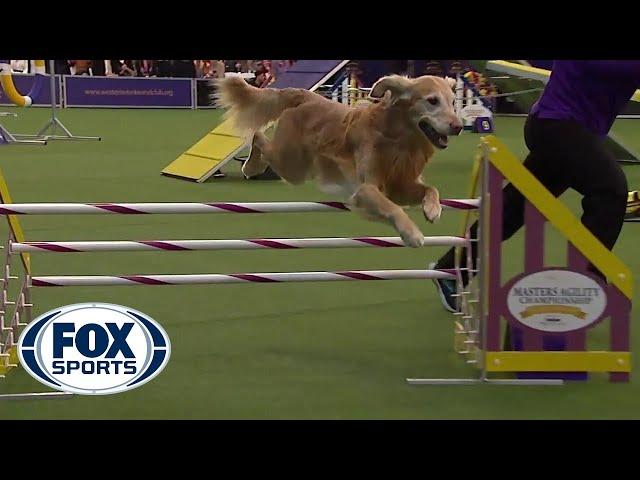 'Punk' the Golden Retriever captures 24 inch class title | FOX SPORTS