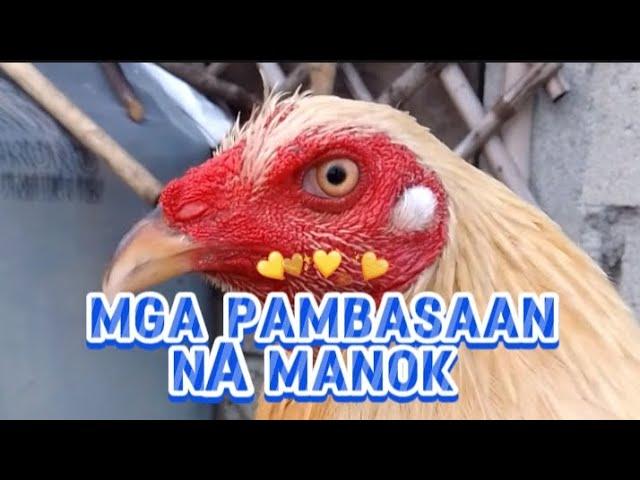 mga pambasaan na manok | zammy infante vlog #chicken #rooster