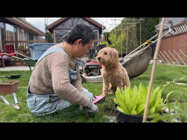 忘做这事 差点景观全毁 重整园子 终于像样了  皮皮剃毛新剪子好用【Garden Time 田园生活分享】2024 5