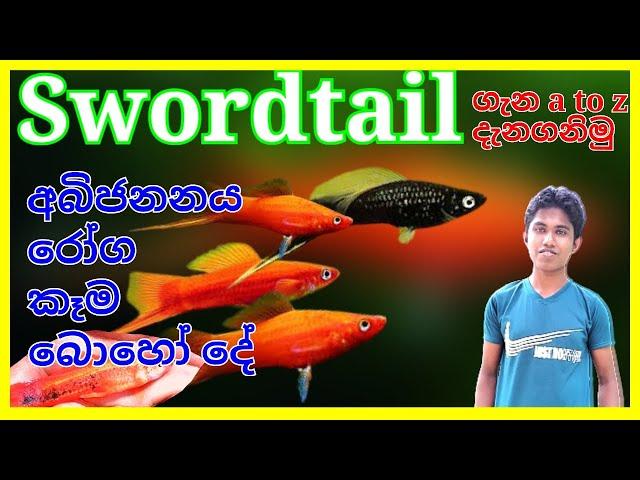 Swordtail ගැන දැන ගෙන ලොකු ආදායමක් හොයමු | swordtail fish care in sinhala | fish farm in sri lanka