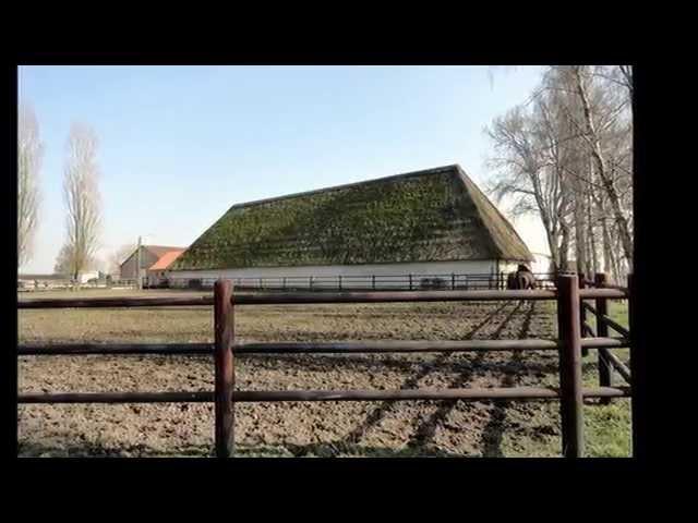 Wiekevorst Wimpel
