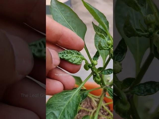 Leaf Curl disease Prevention from leaf curl disease.