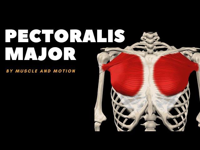 The Pectoralis Major Muscle: Origin, Insertion, and Actions