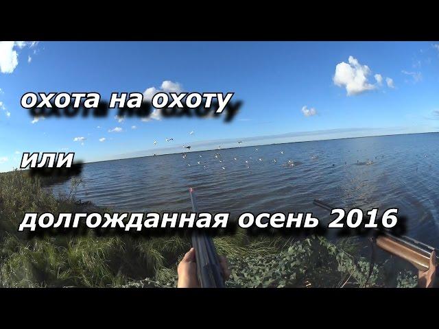 охота на охоту или долгожданная осень 2016. охота на уток 2016 осень