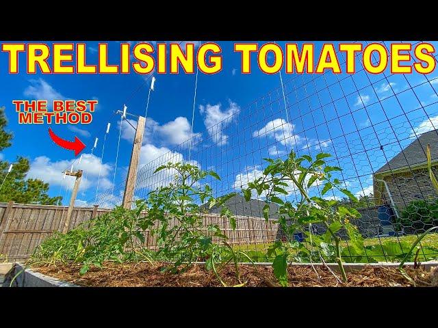 This Tomato Trellis Is The BEST Way To Grow Tomatoes