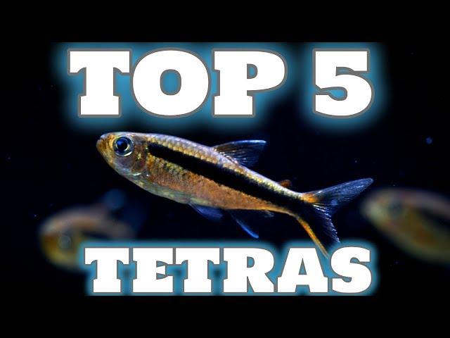 My Top 5 Tetra Fish for your Aquarium