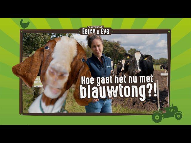 De impact van blauwtong... | Op het erf met Eelke en Eva | Aflevering 9