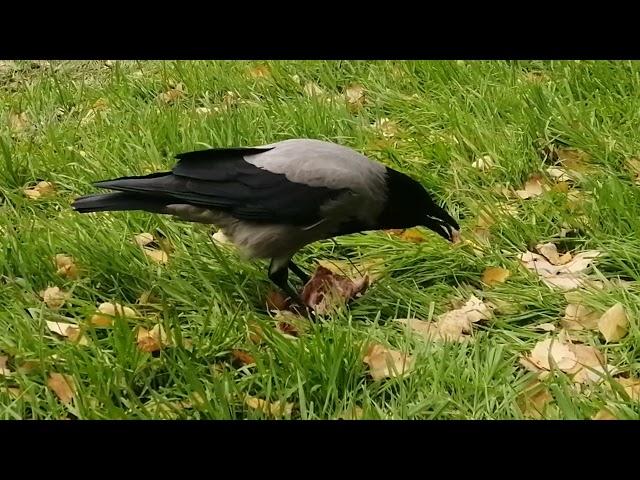 Молодые вороны должны ждать Босса / Young crows have to wait until Boss is done