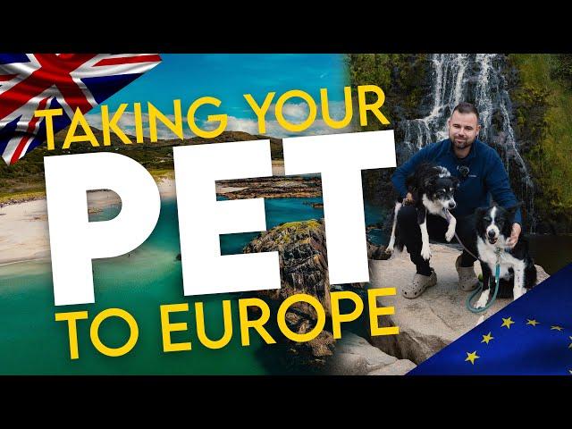 Beginner's Guide: Traveling with Your Dog from UK to Europe