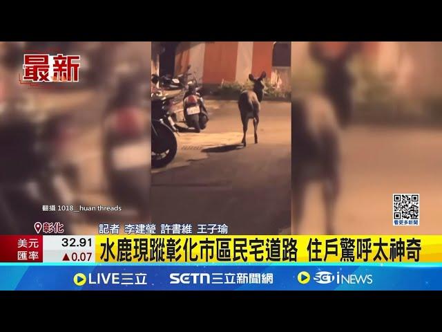 水鹿現蹤彰化市區民宅道路 住戶驚呼太神奇 農業處：勿驚擾捕捉｜三立新聞網 SETN.com