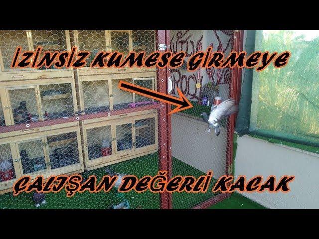 Dünyanın En Kolay Kaçagını Yakaladık 500 Tl Eder mi ?