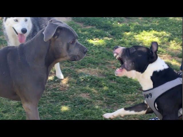 Bull Terrier/Pit Instigates Conflict at Dog Park; Cooler Heads Prevail