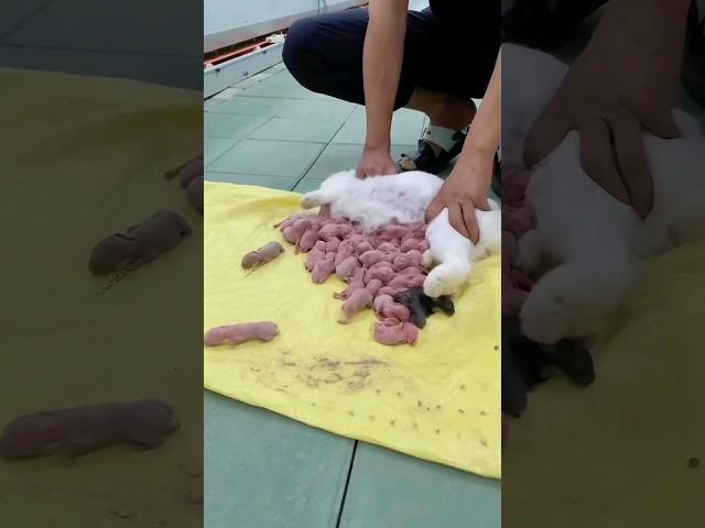 mom and baby rabbit feeding video #rabbit #viral #video