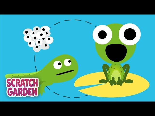 The Life Cycle Song | Science Songs | Scratch Garden