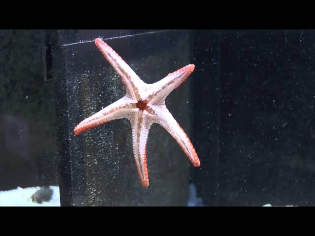 Opening ReefCorals