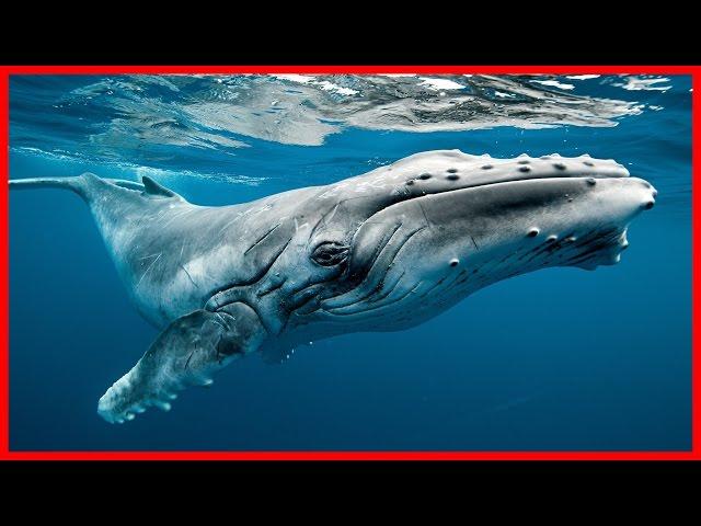 Humpback Whale: The Ocean Singer - Full Documentary HD