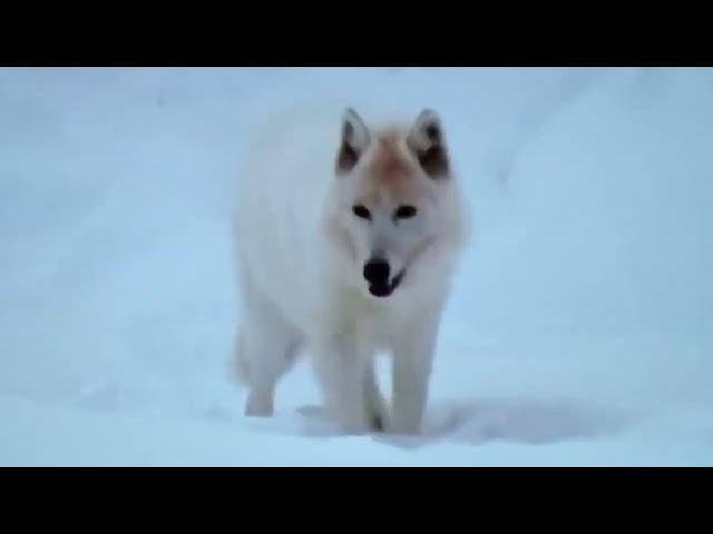 Арктика  Тундра  Гренландия особенности выживания животных Arctic Tundra Greenland , animal survival