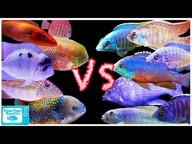 Cichlid Showdown! African Cichlids vs American Cichlids - Which is Better?