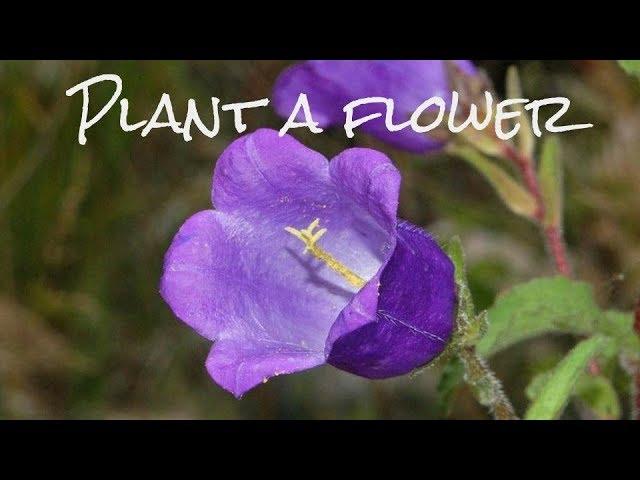 How to Plant a Flower