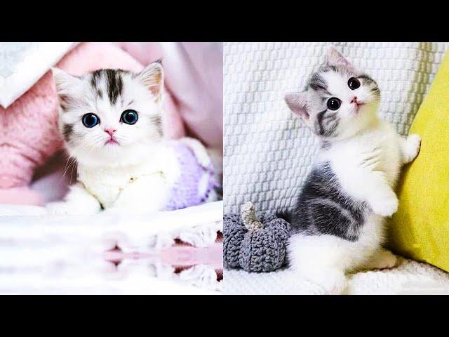 Baby Cats - Cute and Funny Cat Videos Compilation #71 | Aww Animals