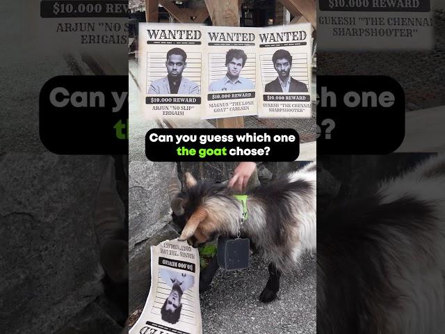 When the GOAT had to choose, it chose...