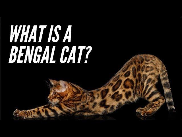 Bengal Cats - The Pricey Exotic House Cat [2021]