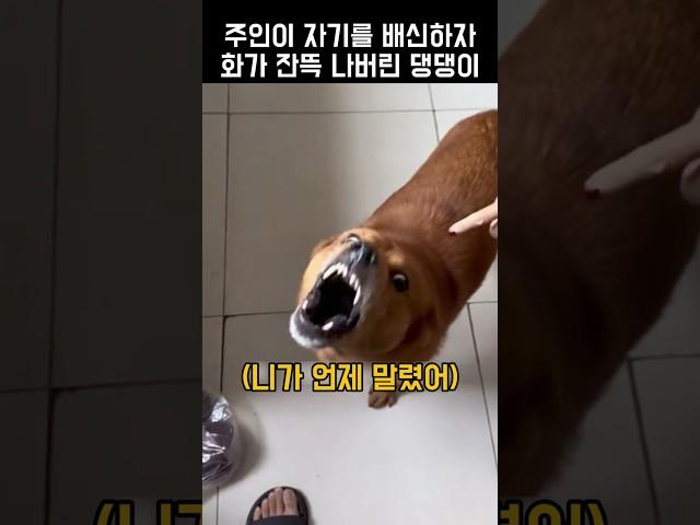 주인이 자기를 배신하자 화가 잔뜩 나버린 댕댕이