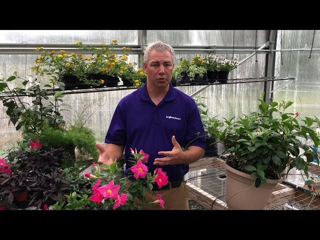 Dipladenia Finishing Tips with Jamie Gibson