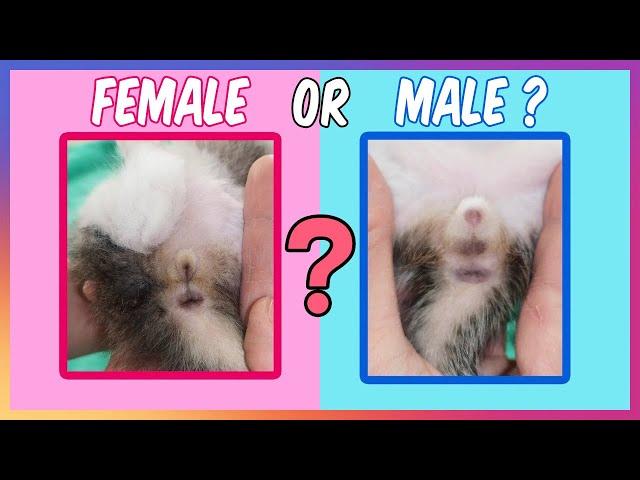 How To Tell A Difference Between Male And Female Kittens