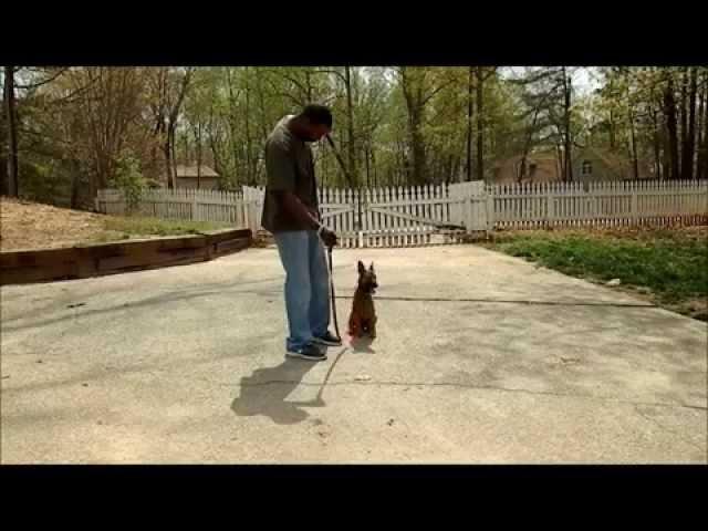 Android the Malinios Advanced Obedience. Master Christian Dog Training Atlanta