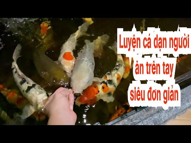 Luyện cho cá Koi dạn người và mút tay siêu đơn giản trong 1 tuần đảm bảo thành công 100%