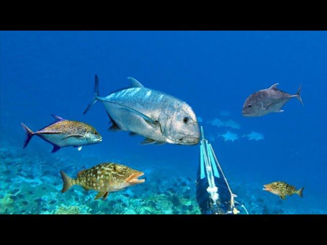 BERBURU IKAN BESAR TANGKAP DAN MASAK DI TENGAH LAUT