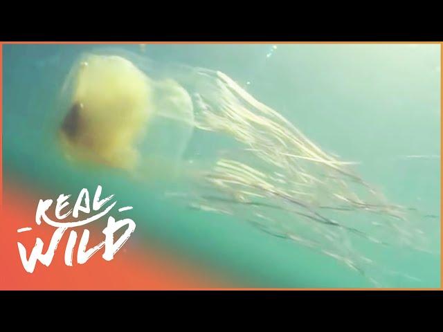 The Most Venomous Jellyfish In The World | World's Worst Venom