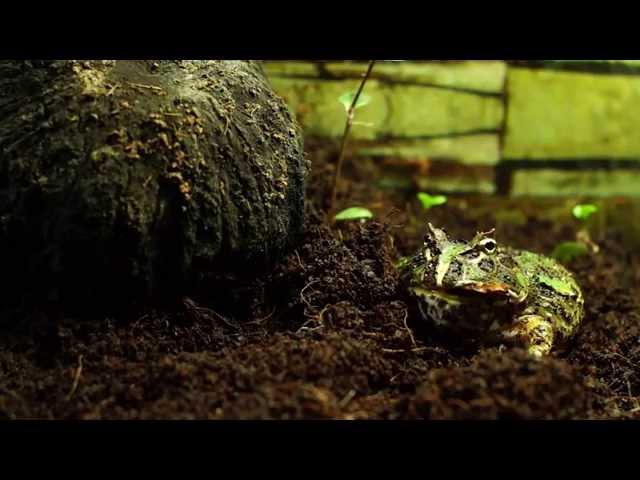 Horned frog eats cockroach