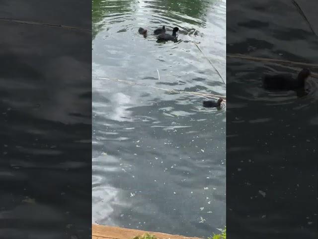 Coots & Chicks on Barnes Pond