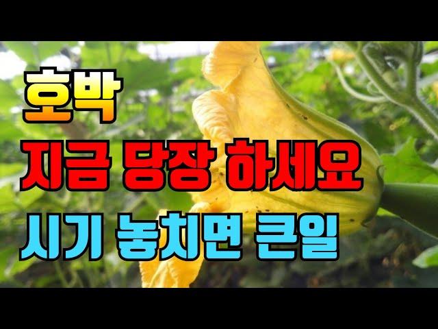 호박 순정리 당장 이 방법으로 바꾸세요?