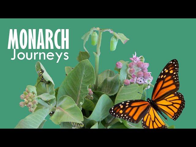 Monarch Butterflies of the Royal Saskatchewan Museum