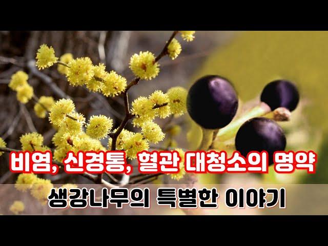 【약초대학TV】 비염, 신경통, 산후풍, 혈관 대청소의 명약, 생강나무의 아주 특별한 이야기