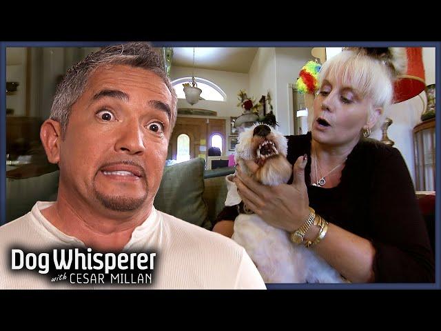 Cesar Calms Feisty Terrier That Bites Owner Daily! | S5E22 Full Episode | Dog Whisperer