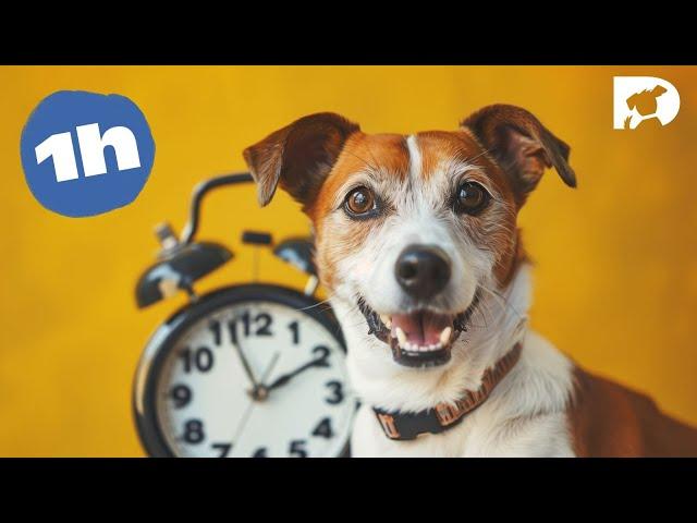 DOGTV: One hour of amazing programs designed for your dog