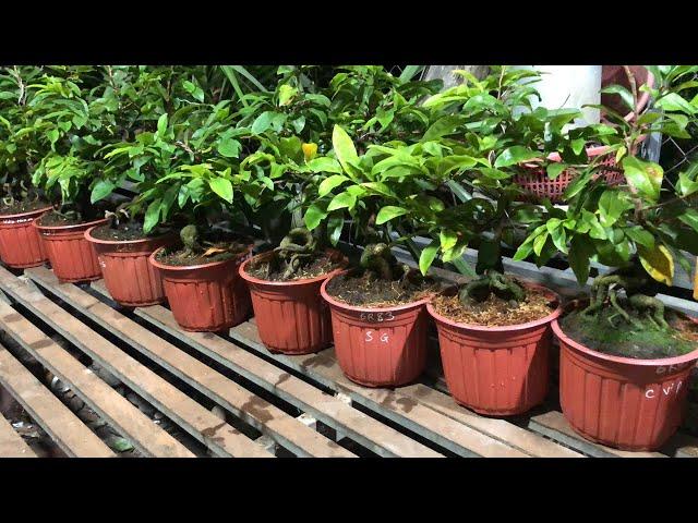 Xả Kho Siêu Bông Sài Gòn Bonsai Góc Đẹp Chơi Tết 2025 200k Bao Luôn Ship ĐT Zalo 0918970606