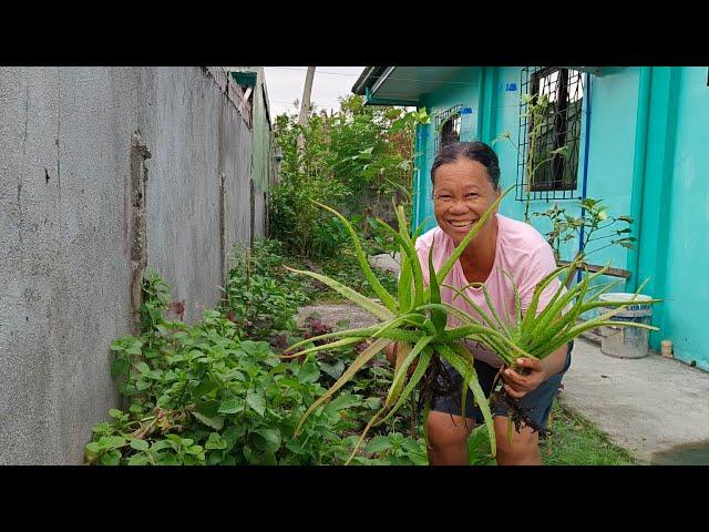 Plantita muna si Kananay