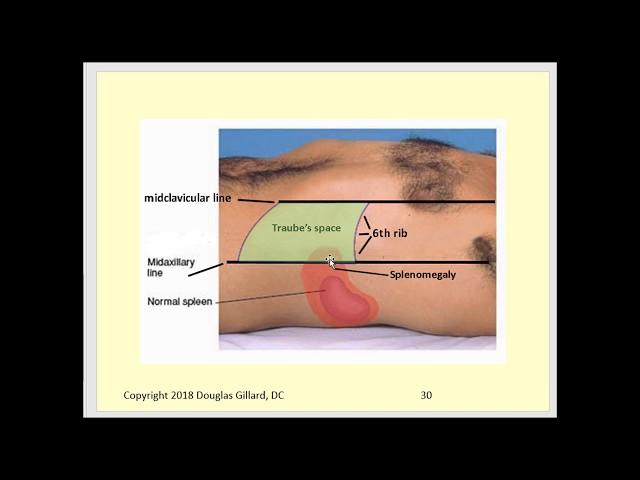 Palpation of the Liver & Spleen +