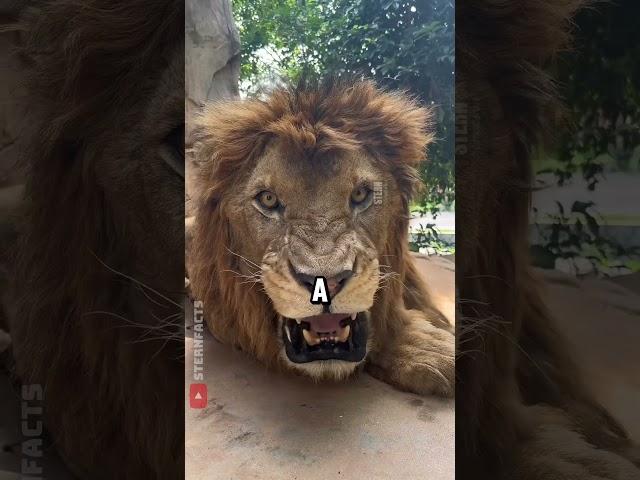 Real Lion Roar vs. Movie Roar