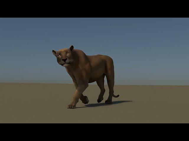 LION WALK AND RUN CYCLE ANIMATION BY OMER ARSLAN